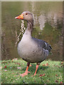 NT1176 : Greylag Goose (Anser anser) by Anne Burgess