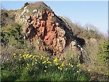 SX9266 : Red Rocks and Daffodils by Tony Atkin