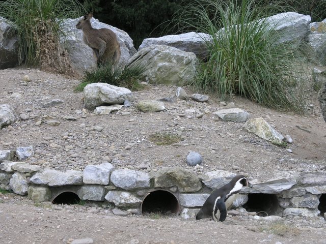 Wallaby and Penguin