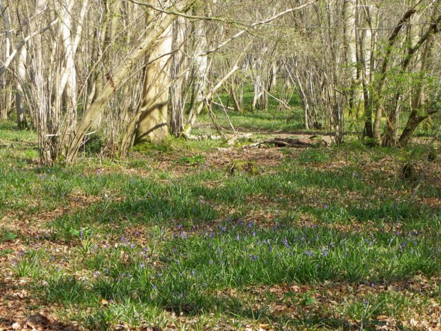Early bluebells, Moody's Gore