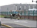 W6469 : Horses grazing in Dunnes superstore car park by Hywel Williams