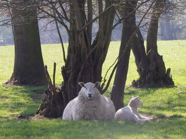 Ewe and lamb, Vernditch Lodge