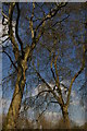 TQ2979 : London Plane trees, St James's Park by Christopher Hilton