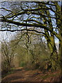 Track on Stafford Moor