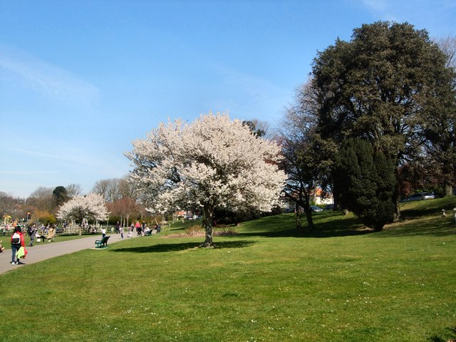 Cherry Blossom in Hove Park