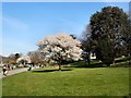TQ2806 : Cherry Blossom in Hove Park by Paul Gillett