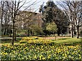 Spring flowers in Hove Park