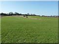 Turf cutting on hillside south of Heathfield