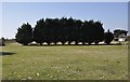 South Wight : Grassy Field & Trees