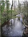 River Loxley adjacent to Olive mill pond