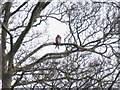 Red Kite in a tree