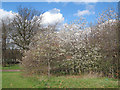 Norfolk Park: hawthorn blossom