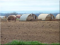 SE3844 : Pigs and their arks by Christine Johnstone