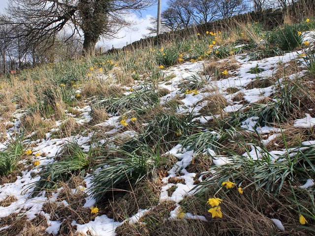 Daffodils in the snow on Stacey Lane