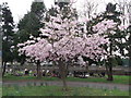 Flowering cherry tree in Palmerston Cemetery