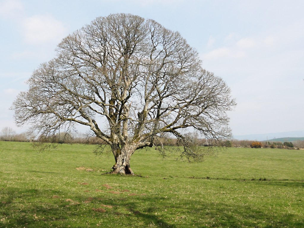 Bare Tree © Tony Atkin :: Geograph Britain and Ireland