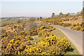 Gorse on the moor