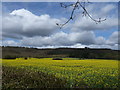 SU8628 : Rape seed crop by the road to Elmer's Green by Dave Spicer