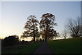 TQ7854 : Trees by National Cycle Route 17, Mote Park by N Chadwick