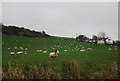 Sheep, Long Lane