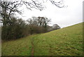 Footpath along the woodland edge