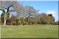 Horses in the Paddock