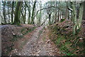 Sunken track, Vicarage Wood