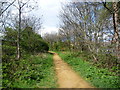 The Wandle Trail north of Plough Lane