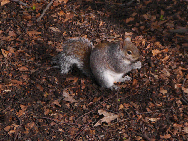 Squirrel at Heaton Park (3)