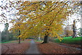 Autumnal trees, Mote Park