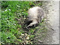 A dead badger on the Annaghbane Road