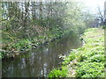 Branch of the River Wandle in Morden Hall Park