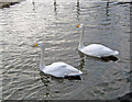 SK9267 : Whooper Swans at Whisby Garden Centre by Trevor Rickard