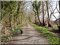 Bridleway alongside Matthew