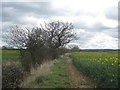 View towards Muston Gorse Covert