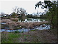 Hadnall pond - low water levels in late winter.