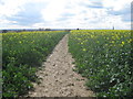 Footpath through a field of oilseed rape