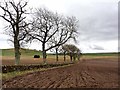 Ploughed field and line of trees, Aucharroch Cottage