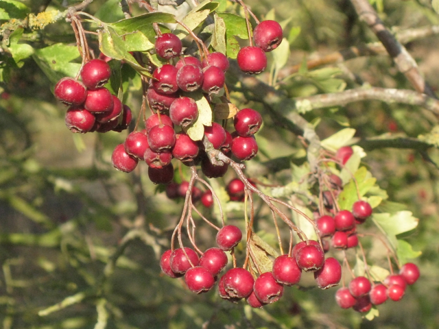 Hawthorn haws © Robin Stott :: Geograph Britain and Ireland