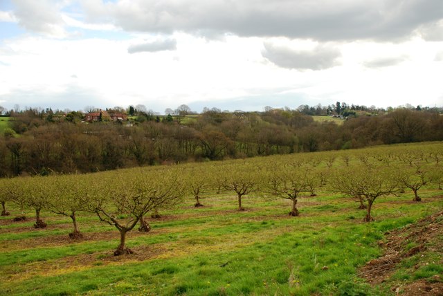 Cobnut orchard at Bentinck Farm