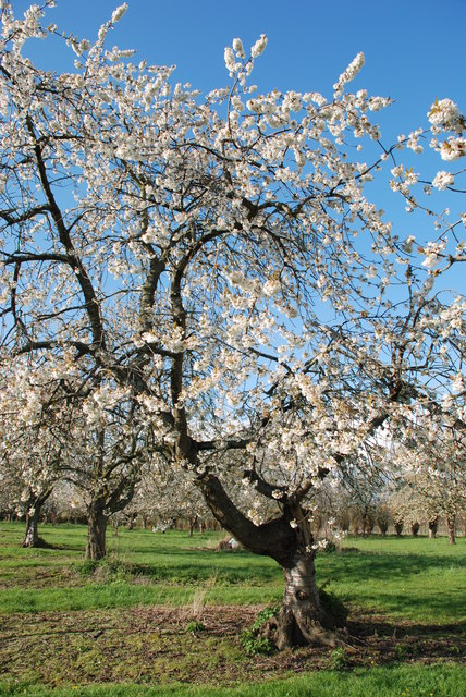 Old cherry trees at Bentinck Farm
