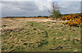 Findhorn Marshes