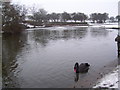 Black swan at Sandall Park