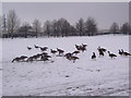 Canada geese at Sandall Park