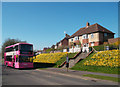 Daffs and a Pink Bus in Rotherfield Way