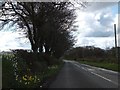 Daffodils on the verge near Collacombe Down