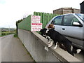 On the lookout for passing trade - two friendly dogs at a potato farm on the Ballydoo Road