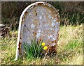 Gravestone and daffodils, Walpole Old Chapel