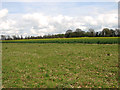 Fields east of Long Paradise Plantation