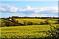 Stalbridge: View from Park Wall of Rapeseed Fields